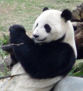Yun Zi is thriving in his new home.