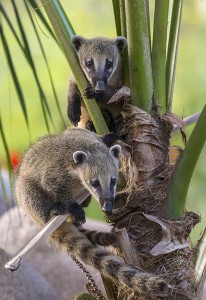 Plants for animal exhibits are chosen carefully for their association with the species—and durability!