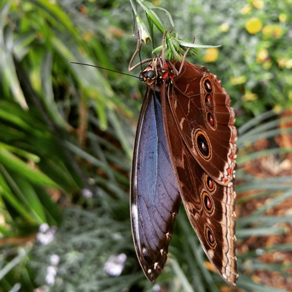 Butterfly Jungle Instameet Recap