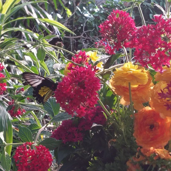 Butterfly Jungle Instameet Recap