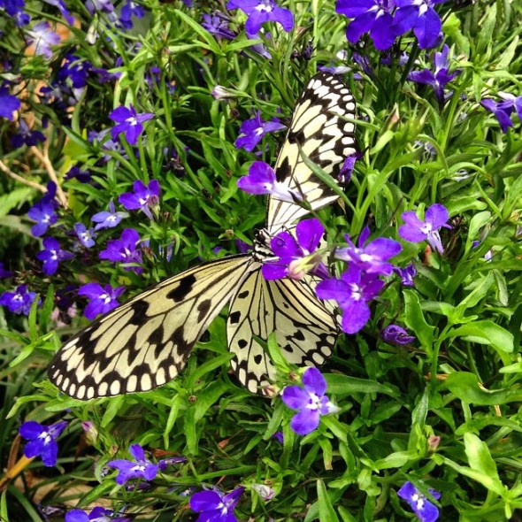 Butterfly Jungle Instameet Recap