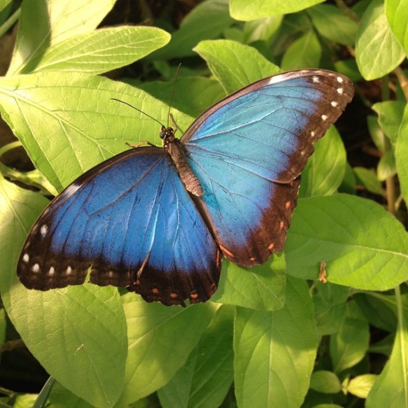 Butterfly Jungle Instameet Recap