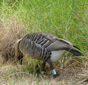 We could tell female PA was about to lay eggs because the white area of her abdomen became much bigger and rounder than the male's.