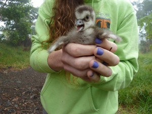 This adorable ball of fluff is a one-day-old nene gosling, peeping loudly for his mother. Currently the wild nene population stands at about 2500 birds.