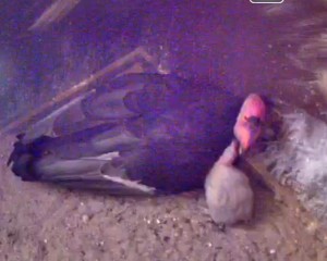 The condor chick is knows what it wants (food) and knows how to get it from Shatash!