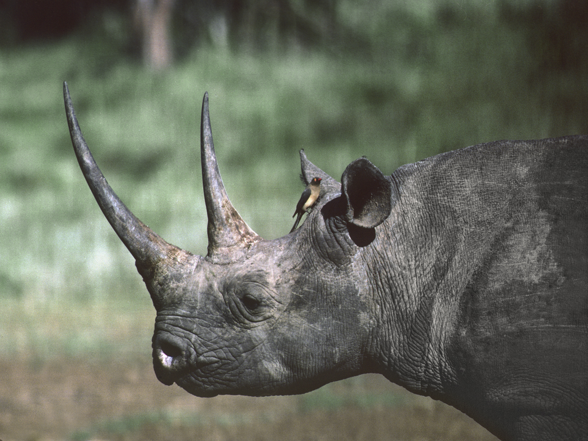 Myths About Rhino Horn That Need to Go Away