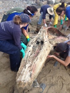 The team repositions the whale skull for better access for cleaning, measuring, and sample collection.