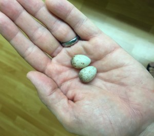 Akikiki eggs