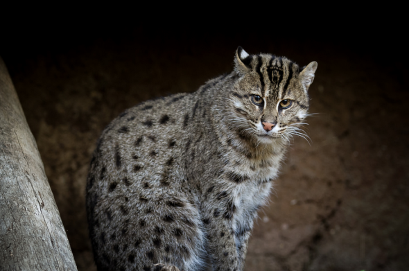 Fishing cat by Bob Worthington