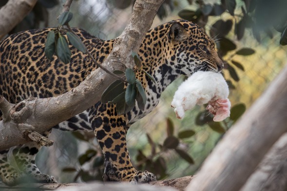 Jaguar by Bob Worthington