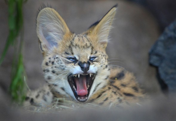 Serval by Ion Moe