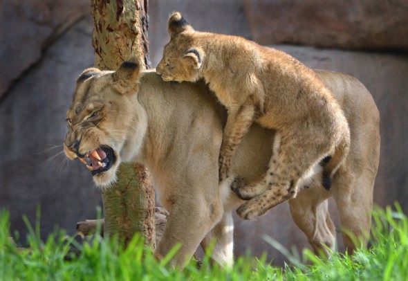 Oshana by Ion Moe