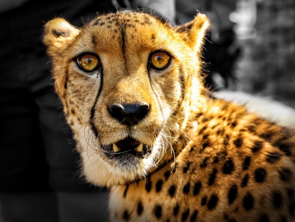Cheetah by Stephen Moehle