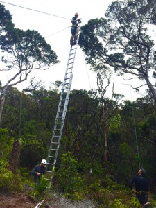 ladder