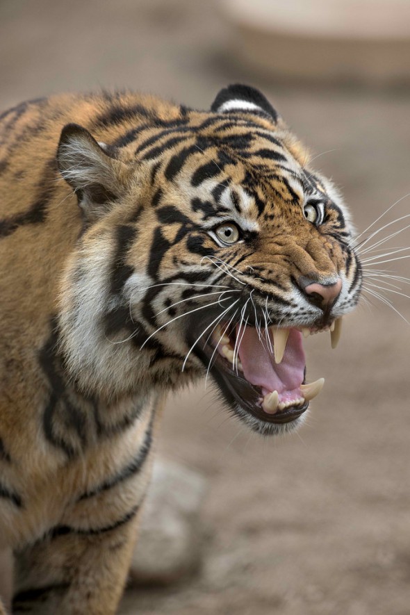 Tigers have the largest canines of any big cat species, reaching 2.5 to 3 inches long. | 21 Gripping Tiger Facts