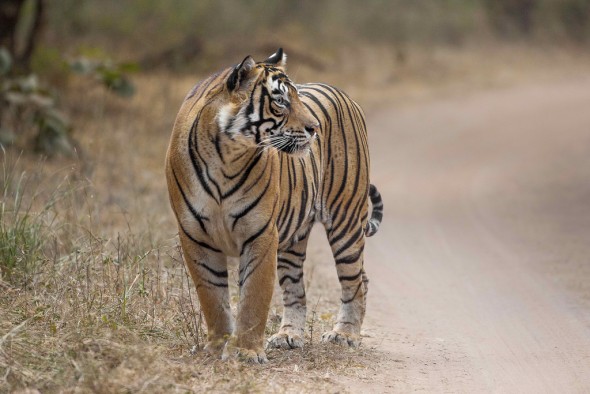 A tiger's stripes are skin deep. | 21 Gripping Tiger Facts