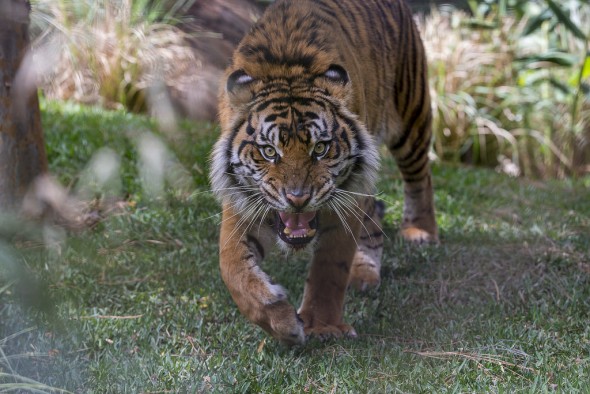 Tigers are ambush hunters, with only about 1 in 10 hunts resulting in a meal. | 21 Gripping Tiger Facts