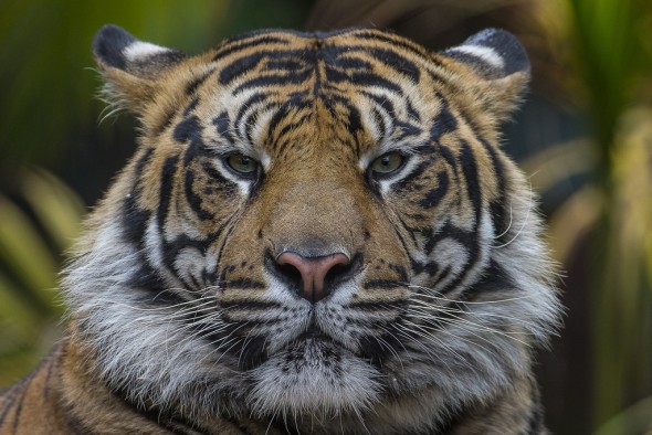 Tigers can sniff out hidden messages left by other tigers through scent marks. | 21 Gripping Tiger Facts