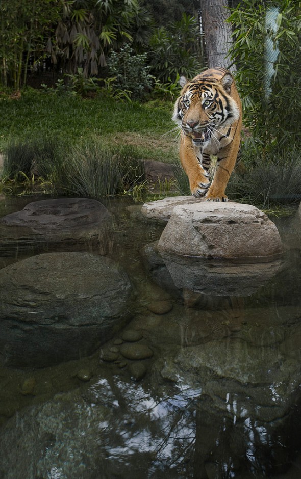 A tiger's front feet have an extra claw called a dewclaw, which is used specifically for climbing and gripping. | 21 Gripping Tiger Facts