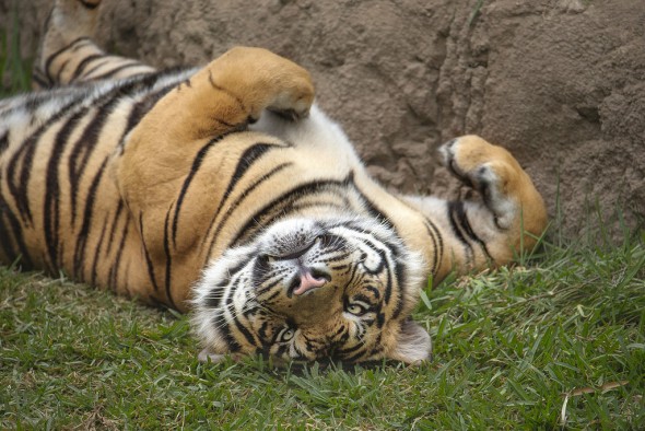 In the last 100 years, we have lost 97 percent of wild tigers. | 21 Gripping Tiger Facts