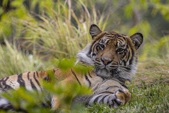 Tigers have partially webbed toes and their claws can reach 4 inches long. | 21 Gripping Tiger Facts