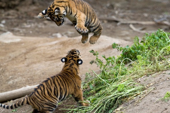 A tiger can cover a distance of up to 33 feet in one leap. | 21 Tiger Day Facts