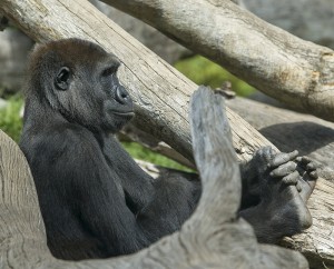 Peaceable, laid-back Ekuba has the ability to enter his brothers' bedrooms at night.