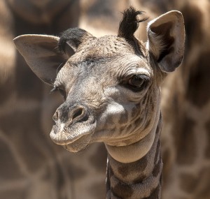 The Zoo's newest giraffe calf, born May 5, seemed to get a real kick out of the thunder and rain last week.