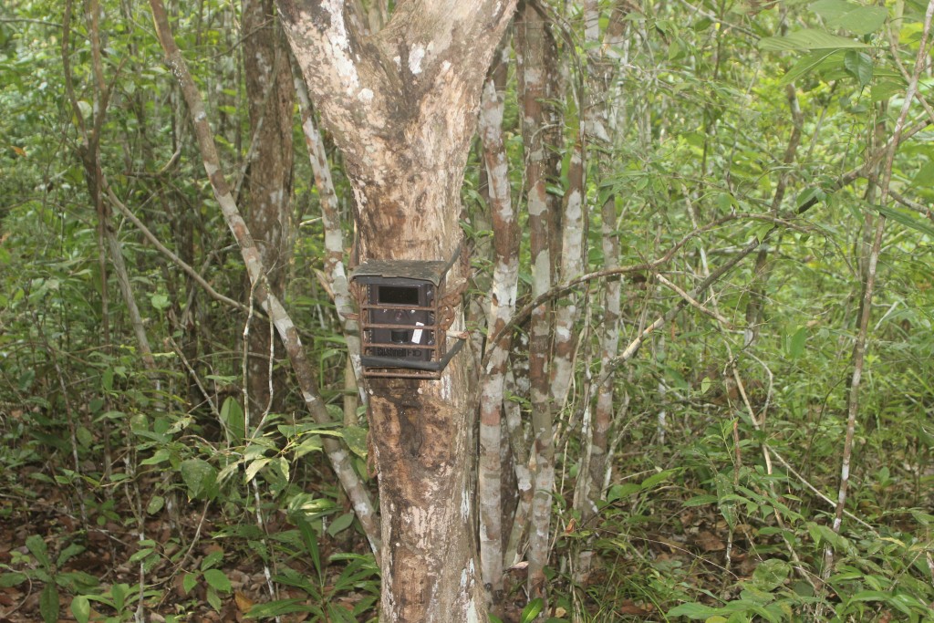 Camera Trap