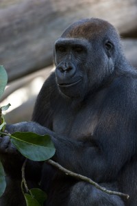 Keepers describe Mandazzi as a "foodie".