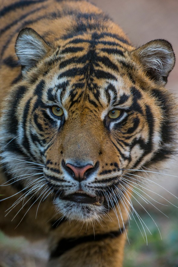3 tiger subspecies (Bali, Javan, and Caspian) are extinct, and the remaining six are all highly endangered due to poaching and habitat encroachment. | 21 Gripping Tiger Facts