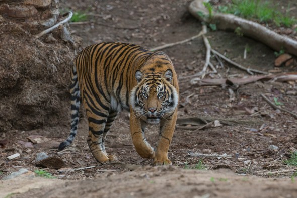 Female tigers are about 20% smaller and lighter than males. | 21 Gripping Tiger Facts