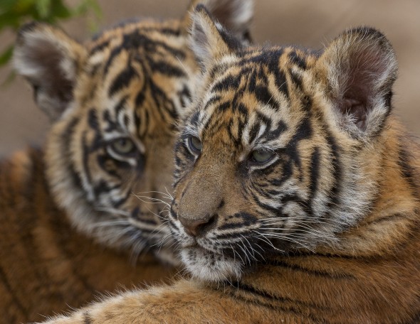Each tiger has a unique stripe pattern, most include more than 100 stripes. Researchers observing wild tigers can identify individuals by their particular stripes. | 21 Gripping Tiger Facts
