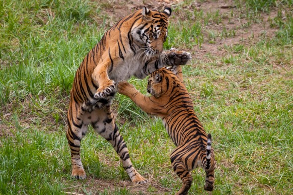 Tigers can take down prey 5 times their own weight. | 21 Gripping Tiger Facts