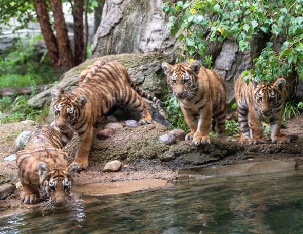 While most cats avoid it, tigers seek out water to swim and hunt. | 21 Gripping Tiger Facts