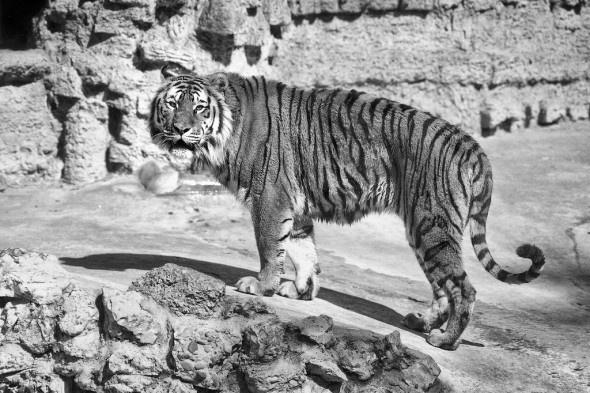 The earliest tiger fossils date back about two million years. | 21 Gripping Tiger Facts