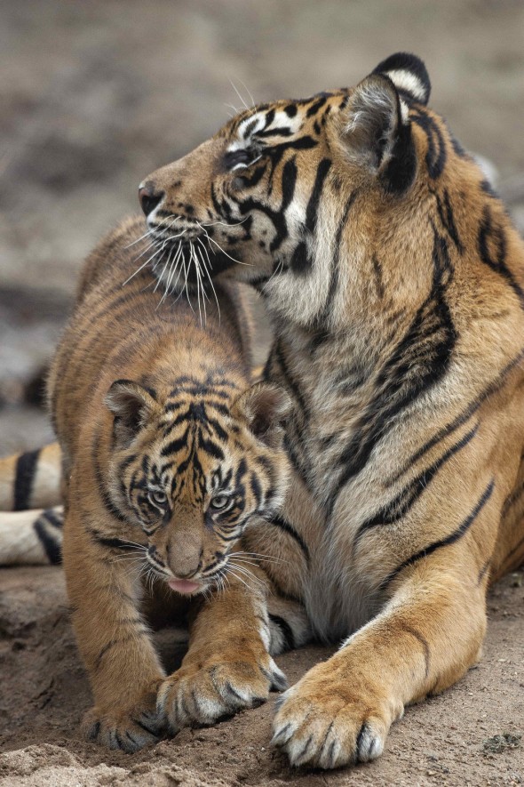 Tigers are solitary cats, unless a female is raising cubs. | 21 Gripping Tiger Facts