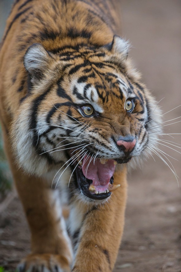 A tiger’s confrontational roar contains energy in the infrasonic range, below human hearing, which helps the sound carry over long distances. | 21 Gripping Tiger Facts