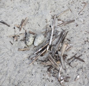 If they didn't occur in such concentrations, least tern nests would be a challenge to find.