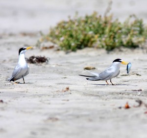 Presenting food to a mate potential mate is part of the least tern's courtship ritual.