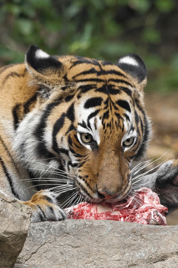 A tiger's tongue is covered with small, hard, hooked bumps called papillae—making it a perfect scraper to rasp off fur, feathers, and meat from bones. | 21 Gripping Tiger Facts