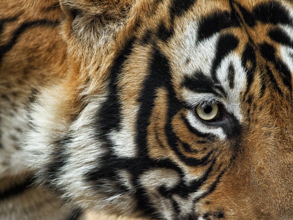 A tiger’s night vision is six times better than that of a human. | 21 Gripping Tiger Facts