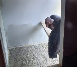 Antiki has moved out of the nest box, spending her time on the ledge outside where her parents groom and feed her.