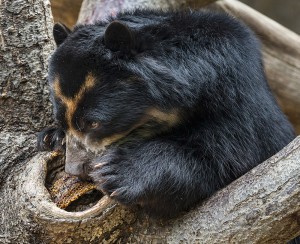 Turbo, an Andean bear, enjoyed a special treat—honeycomb harvested from a hive on the edge of Zoo grounds.