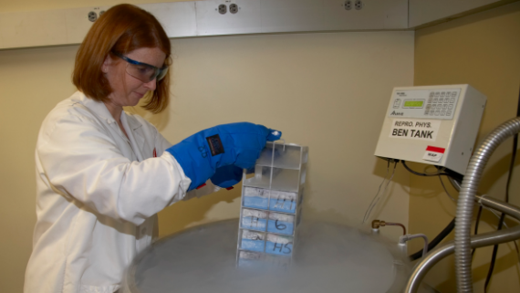 How and Why We Came to Sequence Northern White Rhino Genomes by Oliver Ryder, Ph.D., Director of Genetics