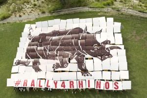 Almost 200 people—including San Diego Zoo Safari Park rhino keepers, high school conservation club members, San Diego Zoo Global staff members and Safari Park volunteers—celebrated World Rhino Day by taking part in a sky art project. The crowd assembled a 60- by 44-foot image depicting the Safari Park’s beloved Nola, a 41-year-old northern white rhino, who is one of only four remaining in the world. World Rhino Day is celebrated internationally on Sept. 22 each year, to raise awareness of the five species of rhinos in the world: black, white, greater one-horned, Sumatran and Javan. San Diego Zoo Global has been working for decades to help rhinos, which are facing the worst poaching crisis in history. An average of three rhinos a day are being killed in the wild. Rhinos are poached for their horns, which are made from keratin—the same material that forms human fingernails and hair. San Diego Zoo Global has one of the most successful rhino breeding programs in the world. To date, there have been 93 southern white rhinos, 68 greater one-horned rhinos and 14 black rhinos born at the San Diego Zoo Safari Park.