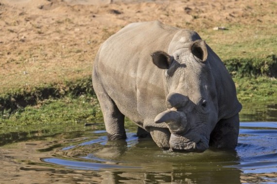 How and Why We Came to Sequence Northern White Rhino Genomes by Oliver Ryder, Ph.D., Director of Genetics