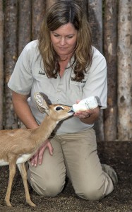 Lissa McCaffree, lead mammal keeper at the San Diego Zoo Safari Park, bottle-feeds one of two steenbok calves at the San Diego Zoo Safari Park’s nursery.