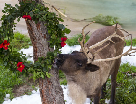 Reindeer