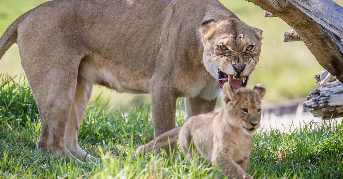 13 Animals Grumpier Than Grumpy Cat – San Diego Zoo Wildlife Alliance ...